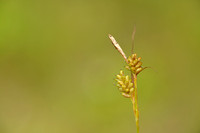 Bleke zegge; Pale sedge; Carex pallescens