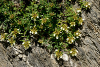 Berggamander; Mountain Germander; Teucrium montanum