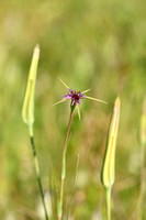 Tragopogon angustifolius