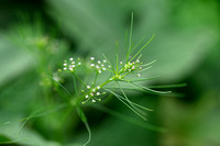 Cyclospermum leptophyllum