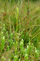 Grote wolfsklauw; StagÕs-Horn clubmoss; Lycopodium clavatum;