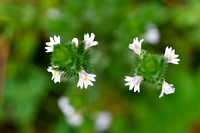 Vierrijige ogentroost; Irish Eyebright; Euphrasia tetraquetra