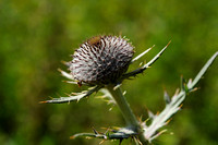 Wollige distel - Woolly Thistle -  Cirsium eriophorum