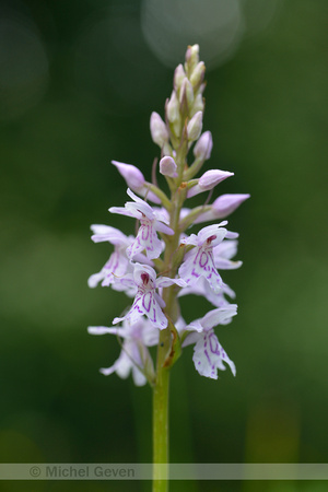Gevlekte orchis; Heath spotted-orchid; Dactylorhiza maculata