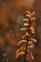 Wilde Gagel; Bog Myrtle; Myrica gale