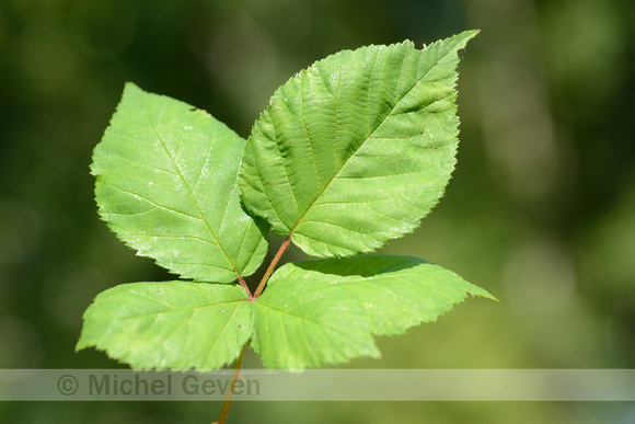 Gedraaide Koepelbraam; Rubus vigorosus;