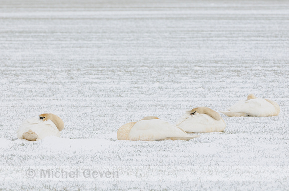 Knobbelzwaan; Cygnus olor; Mute Swan