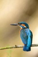IJsvogel;Common Kingfisher; Alcedo atthis