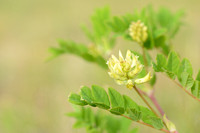 Hokjespeul; Wild Liquorice; Astragalus glycyphyllos