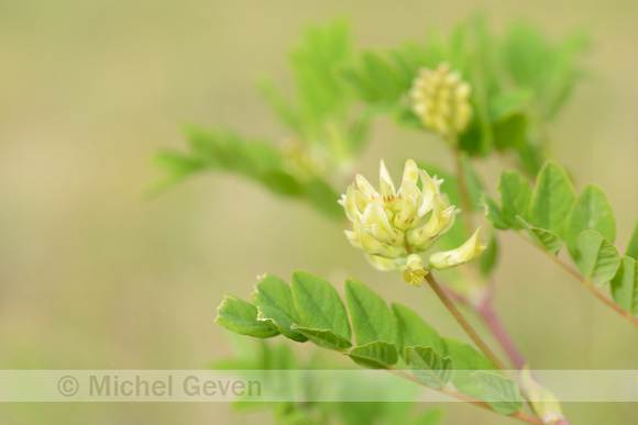 Hokjespeul; Wild Liquorice; Astragalus glycyphyllos