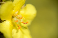 Stalkaars; Dense-flowered Mullein; Verbascum densiflorum;