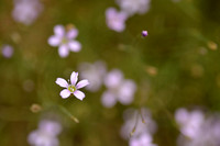 Gipskruid; Low baby's breath; Gypsophila muralis