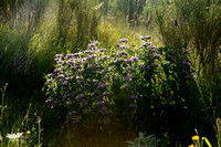 Iranese Jerusalemsalie; Iranian Jerusalem Sage; Phlomis herba-ve