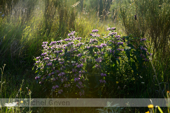 Iranese Jerusalemsalie; Iranian Jerusalem Sage; Phlomis herba-ve