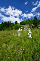 Breed Wollegras; Broad-leaved cottongrass; Eriophorum latifolium