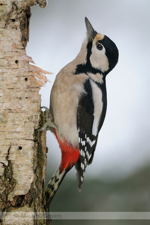 Grote Bonte Specht; Great Spotted Woodpecker;Dendrocopos major