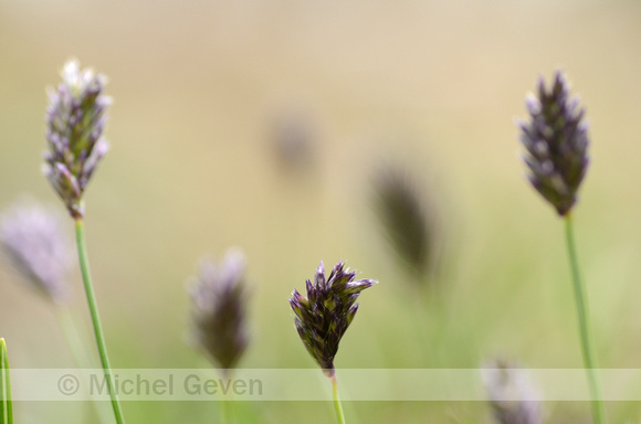 Blauwgras; Blue Moor Grass; Sesleria albicans