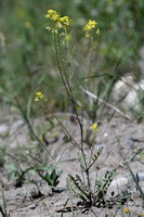 Watercress-leaved Rocket; Erucastrum nasturtiifolium