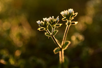 Kluwenhoornbloem; Sticky Mouse-ear; Cerastium glomeratum