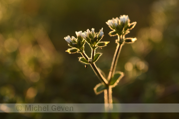 Kluwenhoornbloem; Sticky Mouse-ear; Cerastium glomeratum