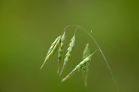 Rappige dravik; Corn Brome; Bromus squarrosus