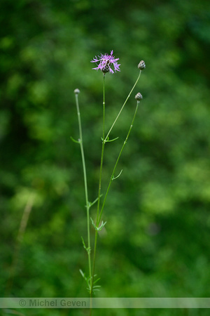 Grote centaurie; Greater knapweed; Centaurea scabiosa