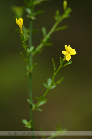 Jasminum fruticans