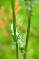 Geoorde zuring; Narrow-leaved Sorrel; Rumex thyrsifloru