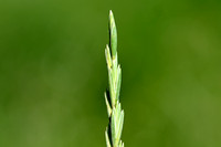 Veldkweek; Elymus campestris; subsp. campestris