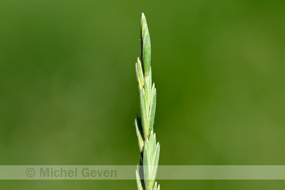 Veldkweek; Elymus campestris; subsp. campestris