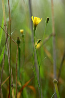 Smal Streepzaad; Narrow-leaved Hawk's-beard; Crepis tectorum