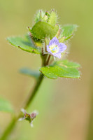 Klimopereprijs -  Ivy-leaved Speedwell -  Veronica hederifolia