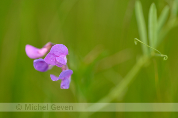 Moeraslathyrus; Marsh pea; Lathyrus palustris