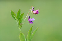 Moeraslathyrus; Marsh Pea; Lathyrus palustris