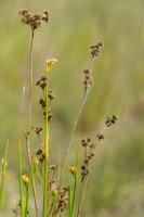 Canadese rus; Canadian rush; Juncus canadensis