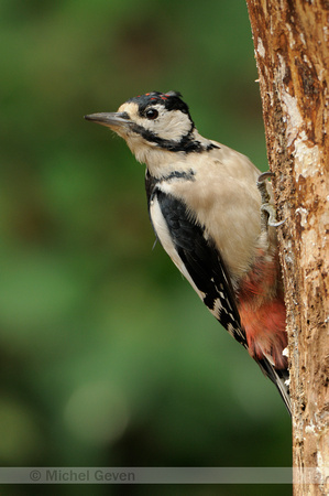 Grote Bonte Specht; Great Spotted Woodpecker; Dendrocopos major