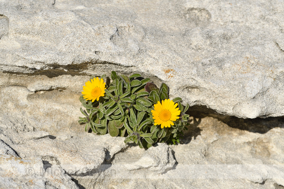 Dukaatbloem; Pallenis maritima