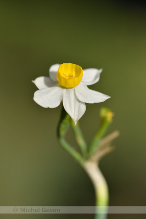 Bunch-flowered Daffodil; Narcissus tazetta