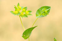 Doorwas; Thorowax; Bupleurum rotundifolium;