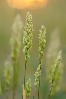 Smal fakkelgras - Crested Hair-grass - Koeleria macrantha