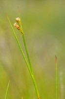 Canadese rus; Canadian rush; Juncus canadensis