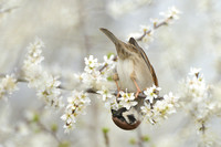 Ringmus - Tree Sparrow - Passer montanus