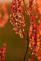 Geoorde Zuring; Narrow-leaved sorrel; Rumex thyrsiflorus