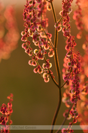 Geoorde Zuring; Narrow-leaved sorrel; Rumex thyrsiflorus