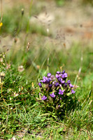 Gentianella ramosa