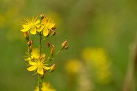 Fraai hertshooi; Slender St. John's-Wort; Hypericum pulchrum