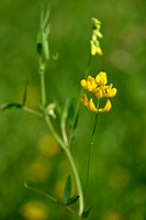 Veldlathyrus; Meadow Vetchling; Lathyrus pratensis