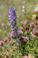 Aardragend Klokje; Spiked Bellflower; Campanula spicata