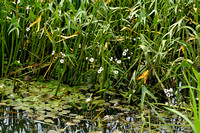 Pijlkruid; Arrowhead; Sagittaria sagittifolia