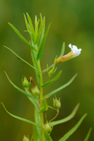 Genadekruid; Hedge Hyssop; Gratiola officinalis